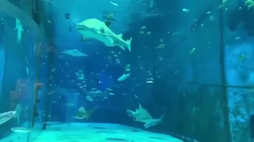 王傲世的梦